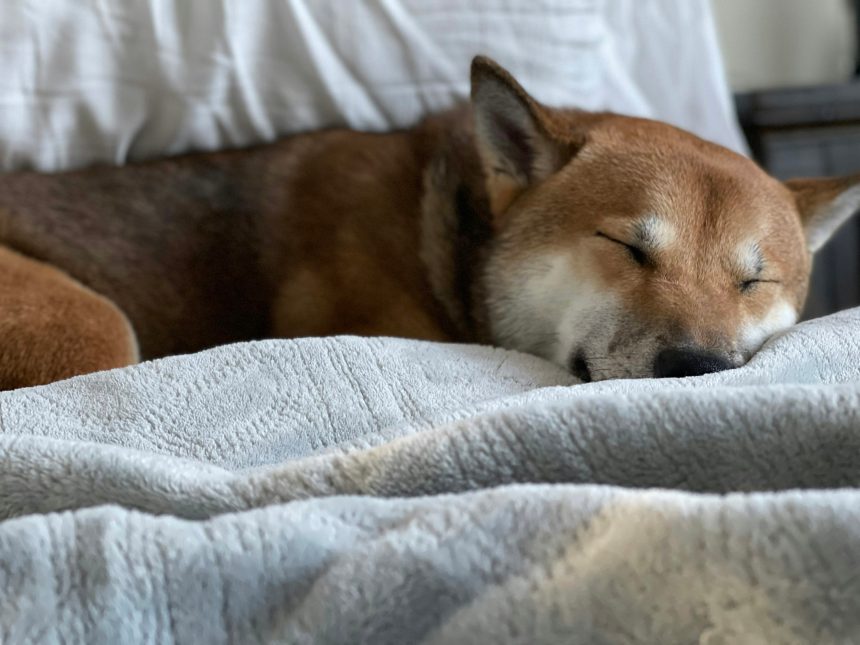 Dogecoin