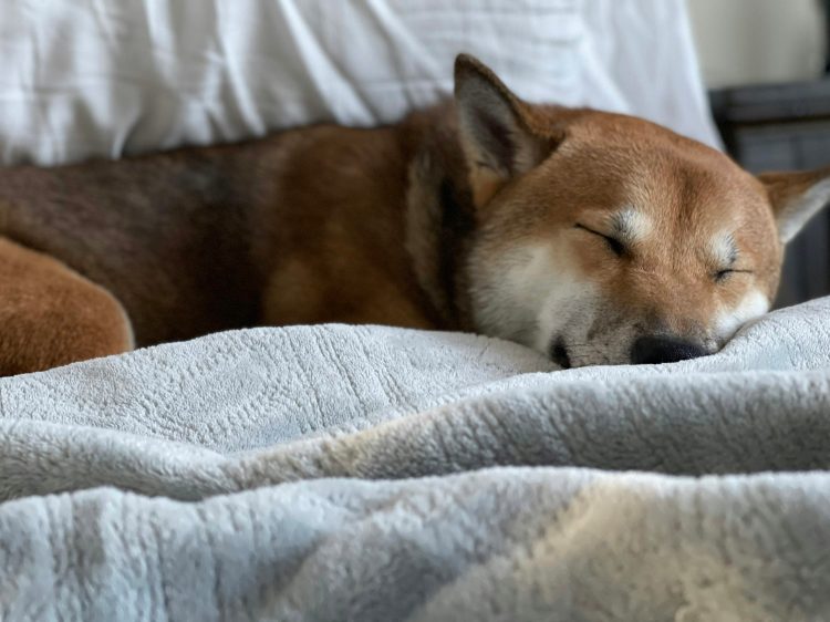 Dogecoin