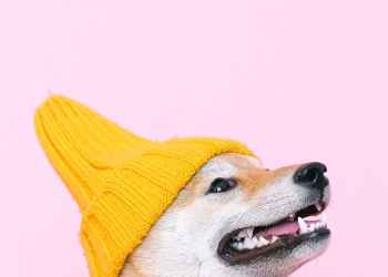 Dogwifhat