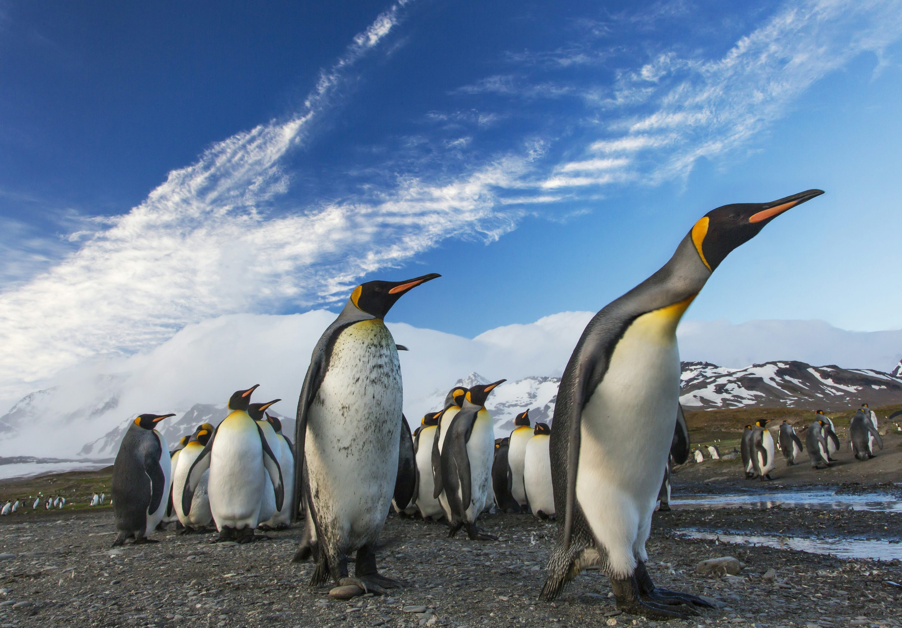 PENGU Heats Up: Nearly $600M In Open Interest Sparks Rally Talk