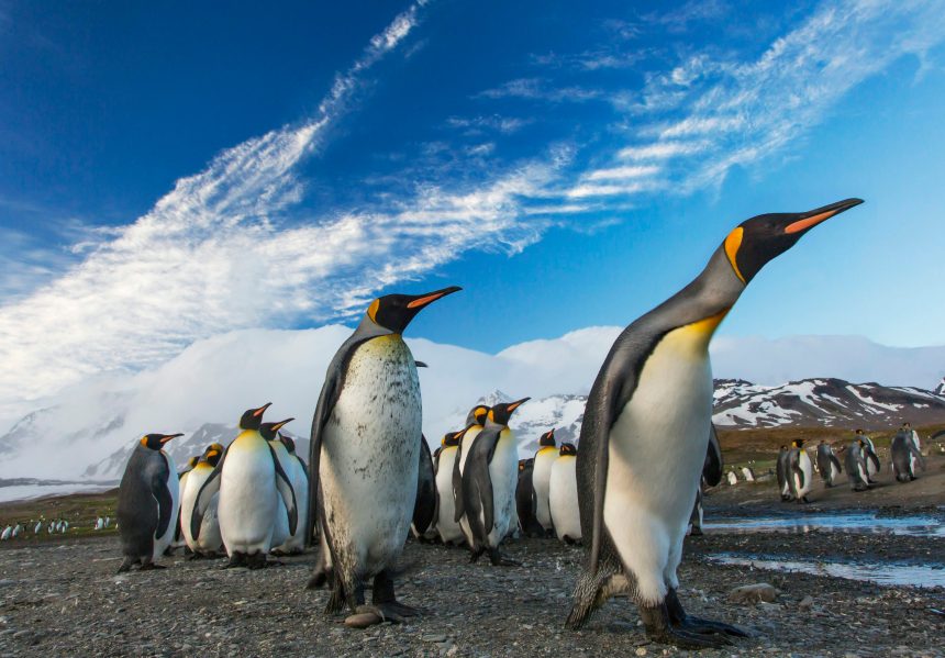 PENGU