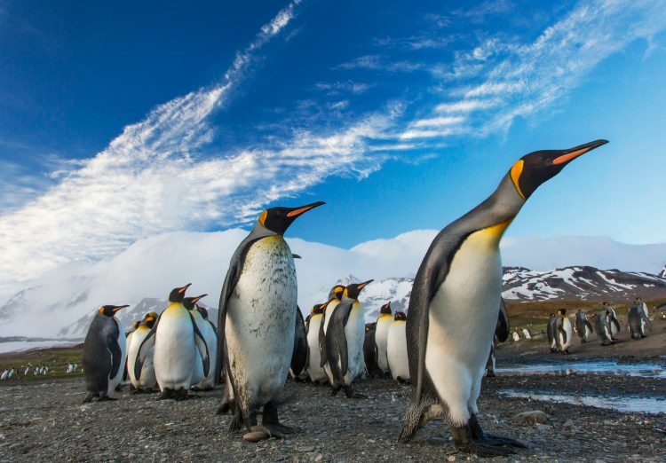 PENGU