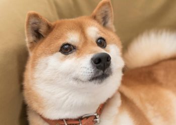 meme coins, shiba inu, shiba inu koers, shiba inu nieuws, bull run, crypto rally, crypto meme