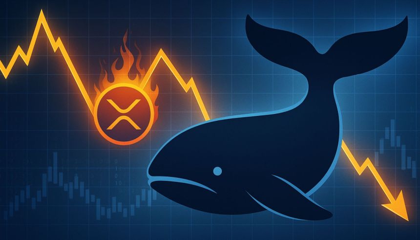 XRP Whale Activity Signals Warning: Distribution Pattern Resurfaces