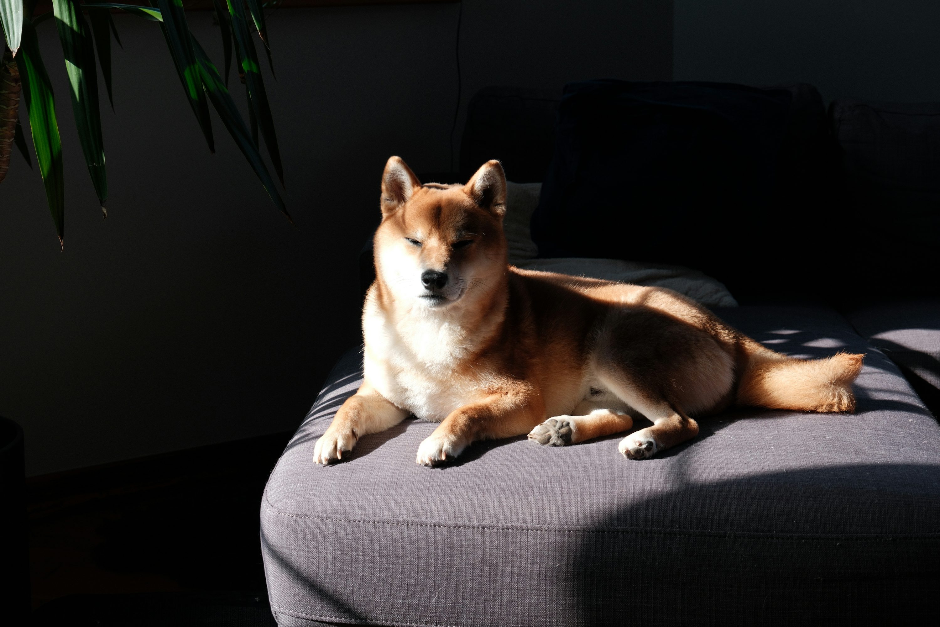 Dogecoin Draws New Attention As Open Interest Tops Billion Dogecoin Draws New Attention As Open Interest Tops Billion