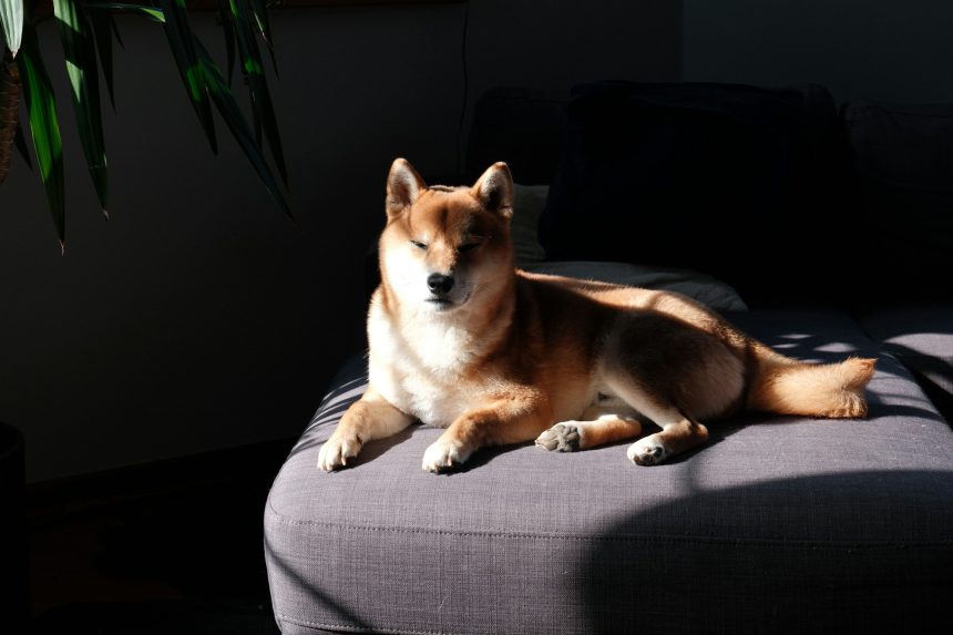 Dogecoin