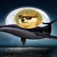 A Dogecoin bálnák átmozgatják pénzeszközeiket ebbe a feltörekvő mesterséges intelligencia altcoinba, 9 303%-os árfolyam-emelkedést várva 2025 januárjáig.