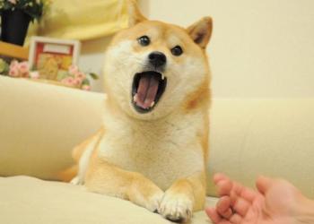 狗狗幣還能讓你成百萬富翁嗎?最值得關注ICO預售MAXI DOGE有機會暴升1000倍