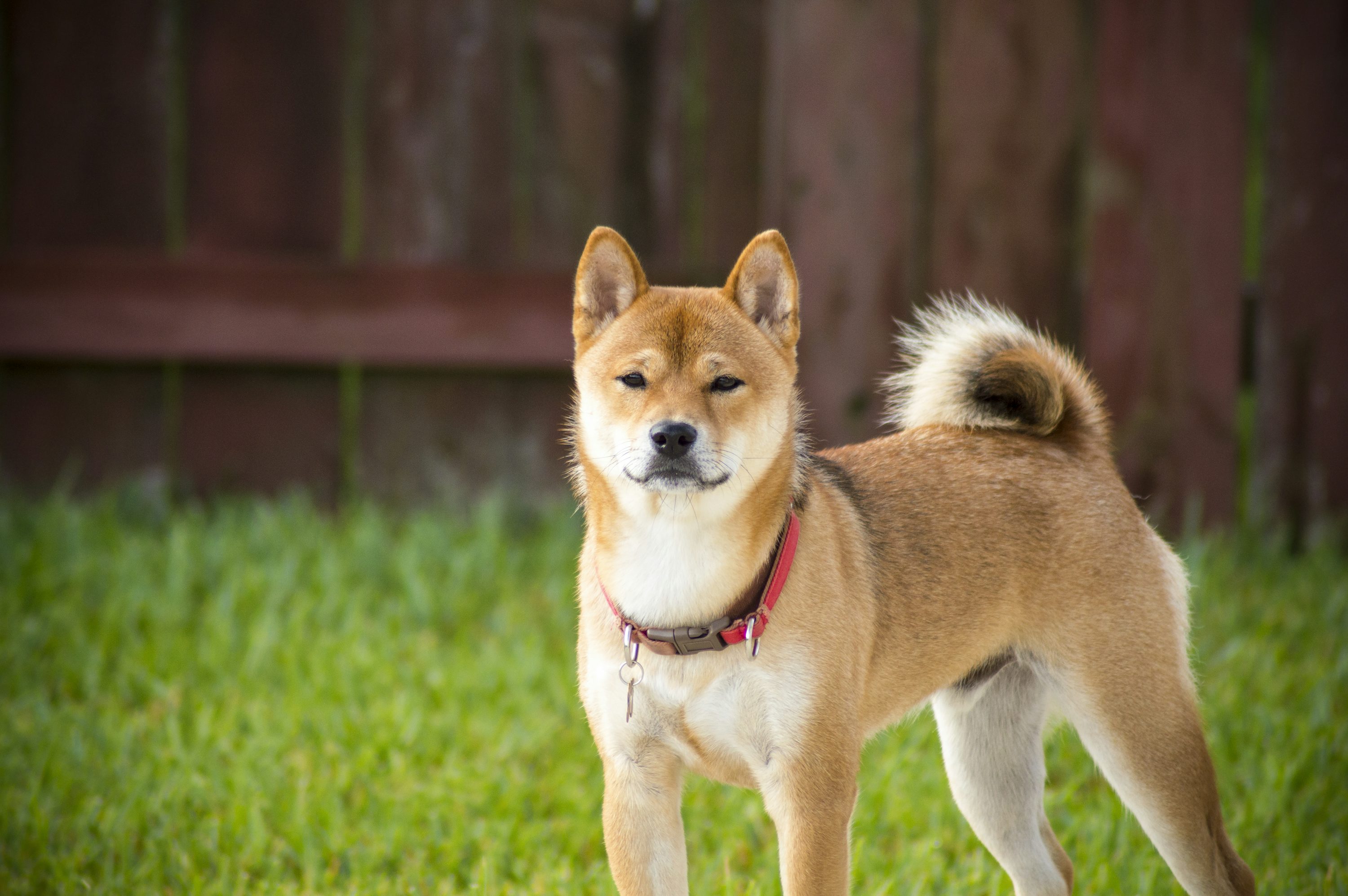 Shiba Inu Joins The Ranks Of Dogecoin, XRP On Coinbase ETF Watchlist – The Next Big Thing?