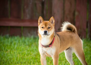 Shiba Inu