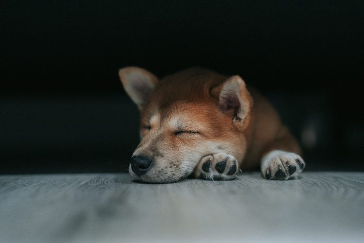 Dogecoin