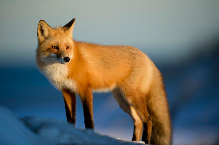 Metamask