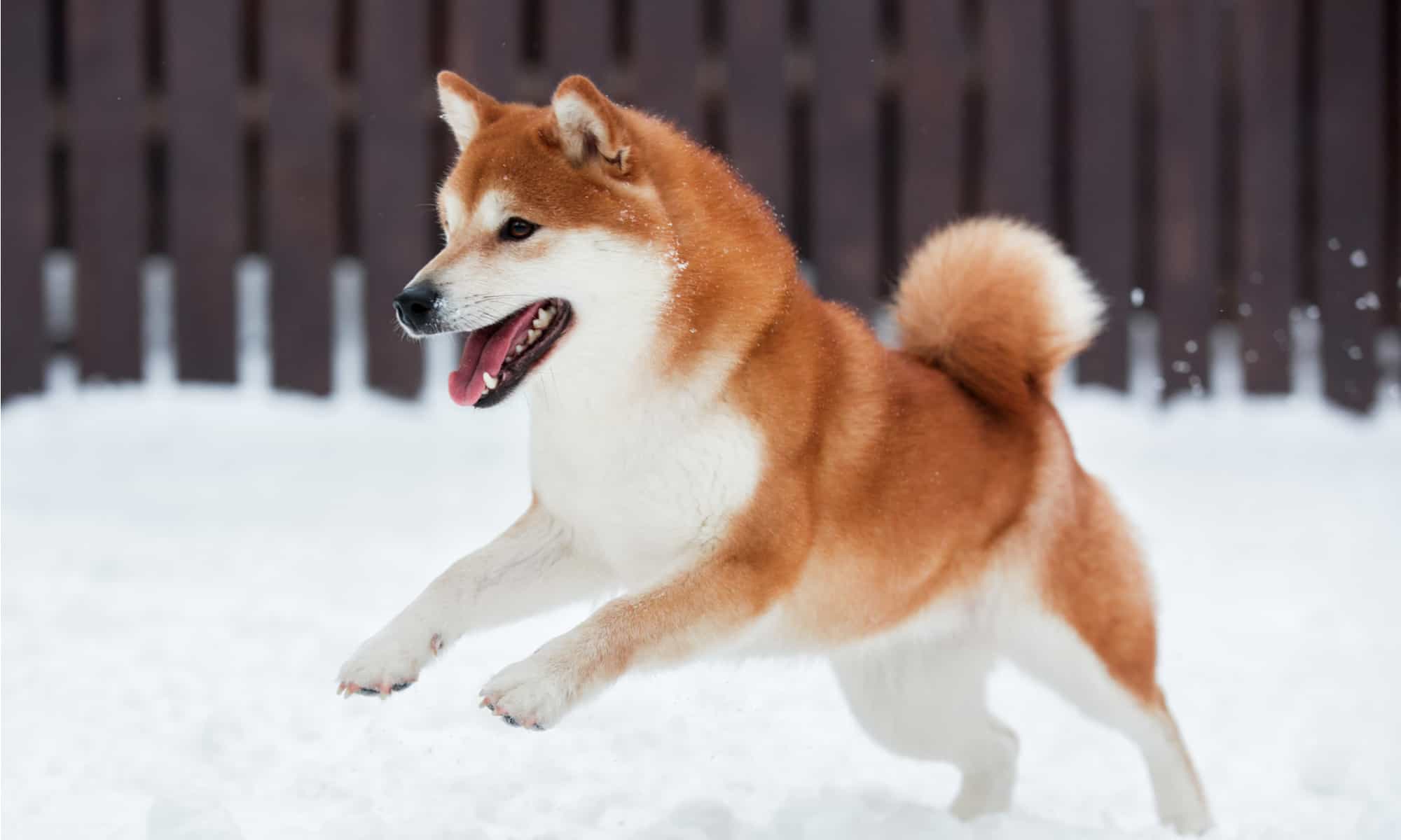 A Hidden Pattern On Dogecoin’s Chart Could Change Everything: Analyst