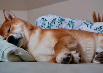 Shiba Inu