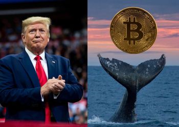 crypto φάλαινα trump bitcoin
