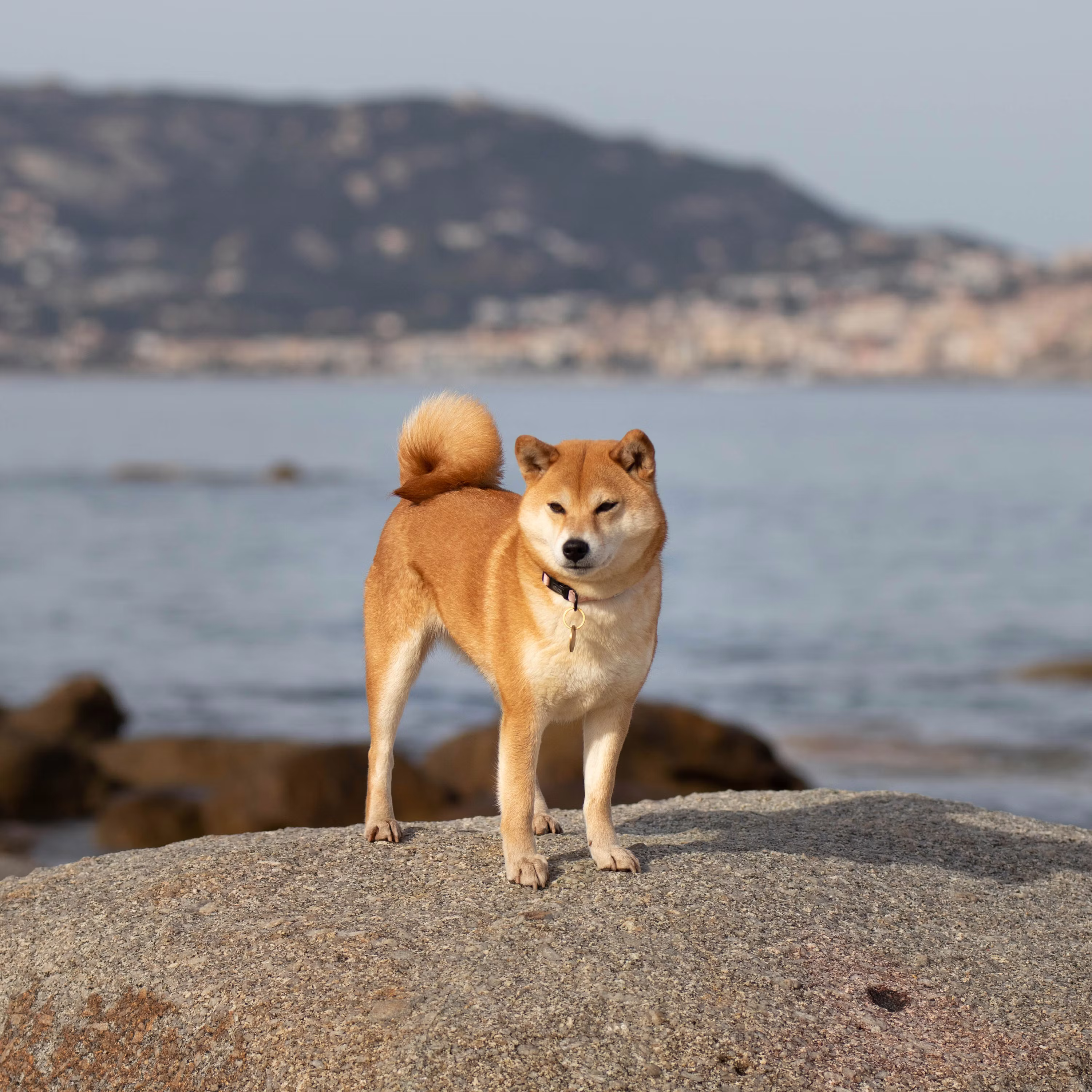 Shiba Inu: ¿Qué puede cambiar el domingo?