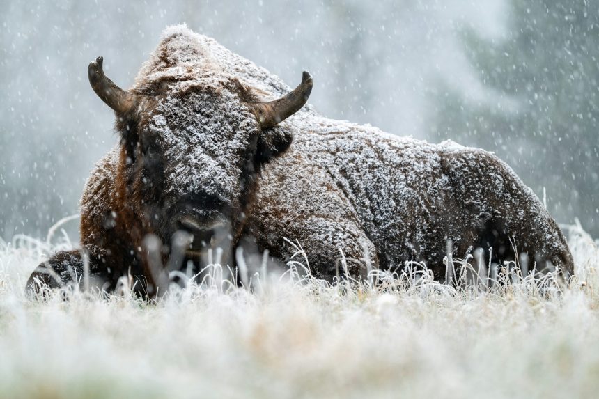 The Crowd Is Bearish On Bitcoin, But History Says That’s Bullish