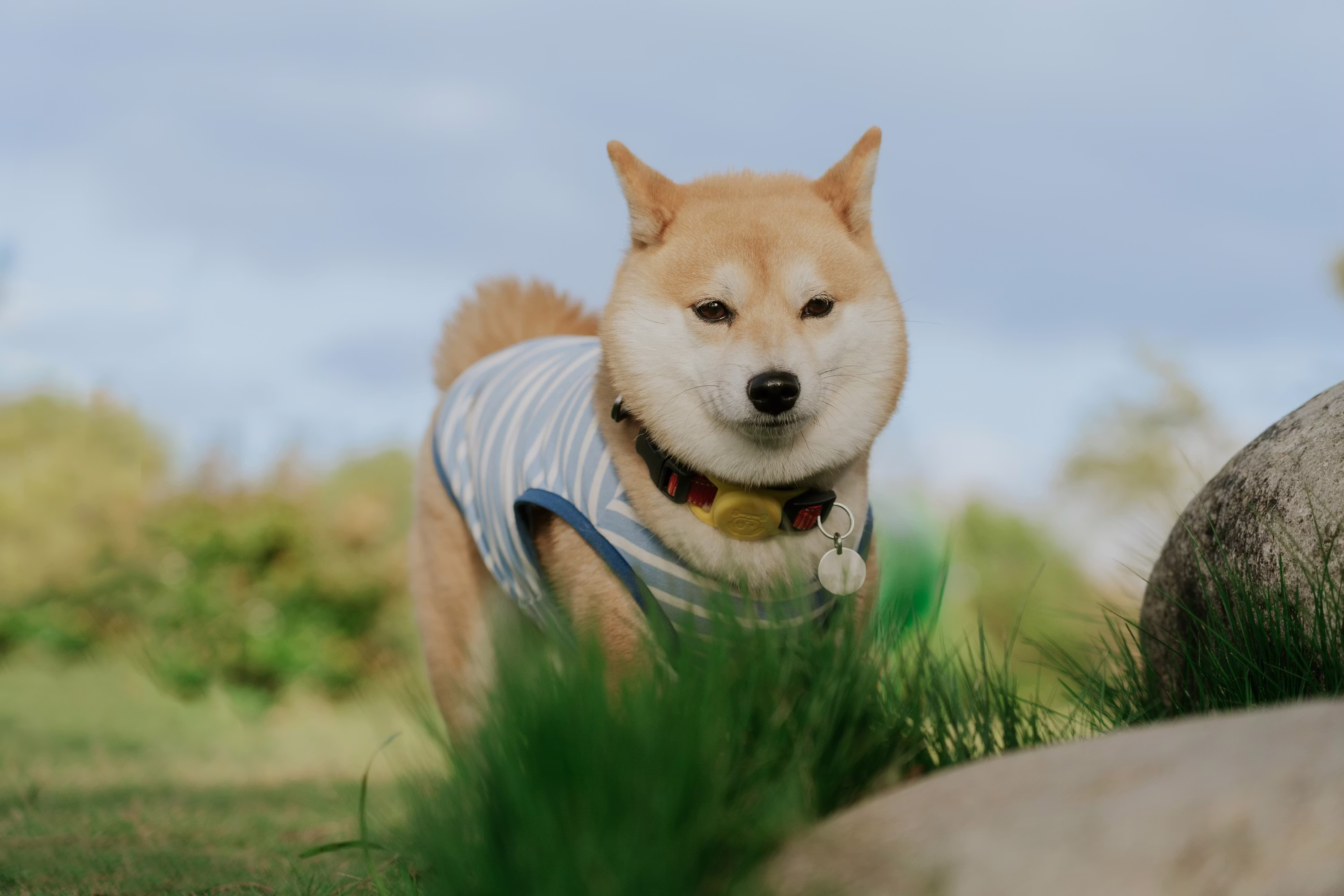 Shiba Inu Flirts With $0.0000052 Support As Exchange Supply Swells