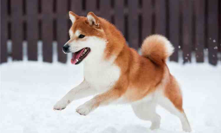 Shiba Inu