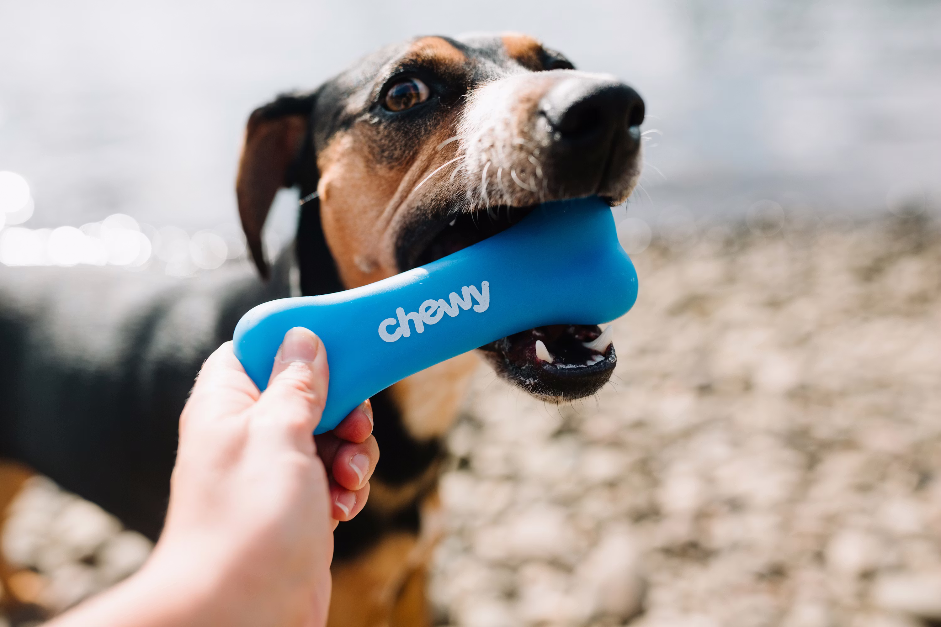 BONE Network Heats Up: 93K Holders After Massive Weekly Surge