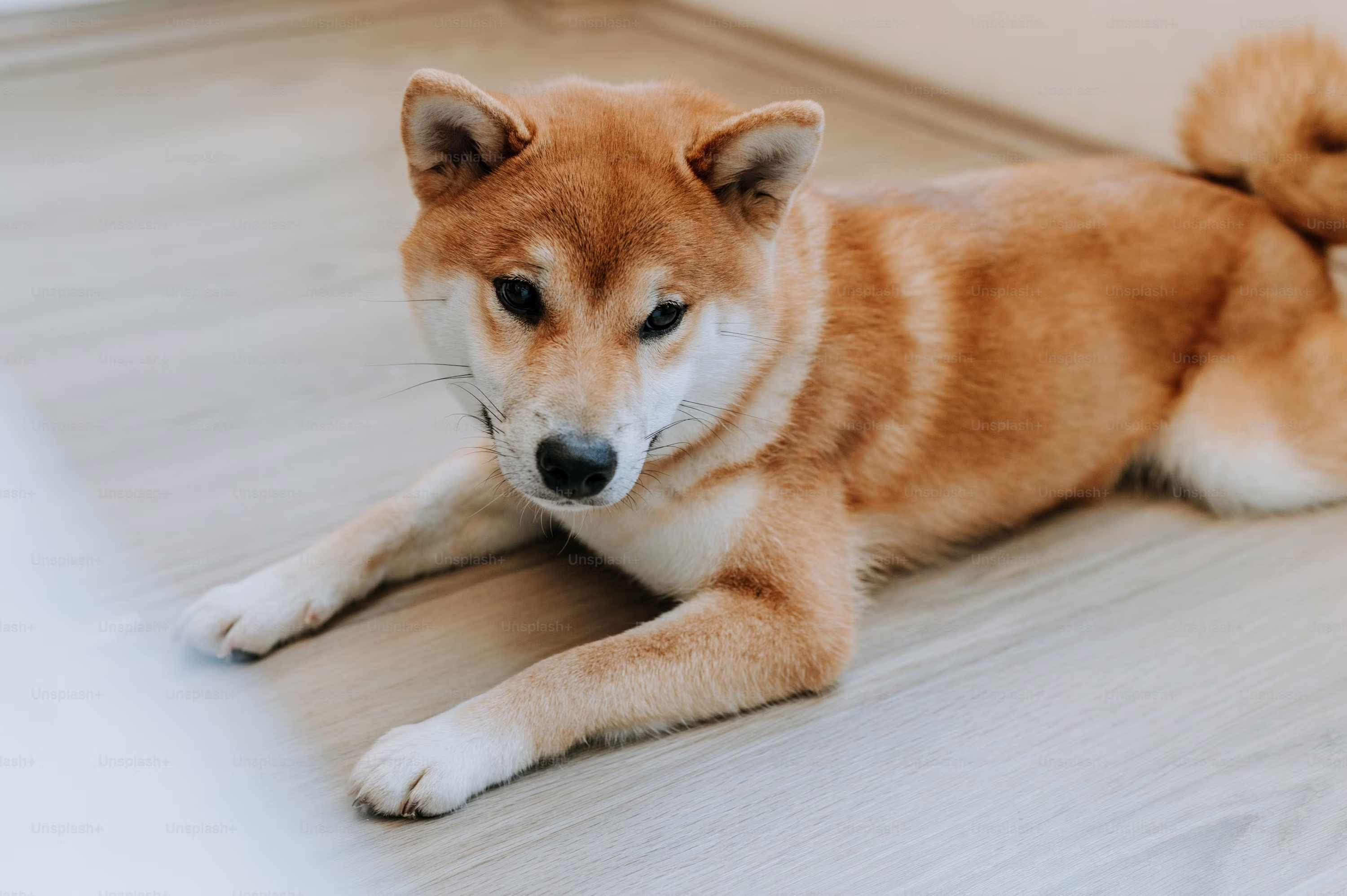 SHIB