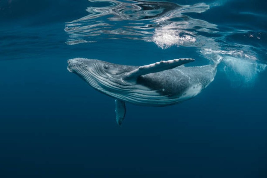 Bitcoin Whale-Retail Delta Drops To ETF-Era Lows As Smart Money Turns Cautious
