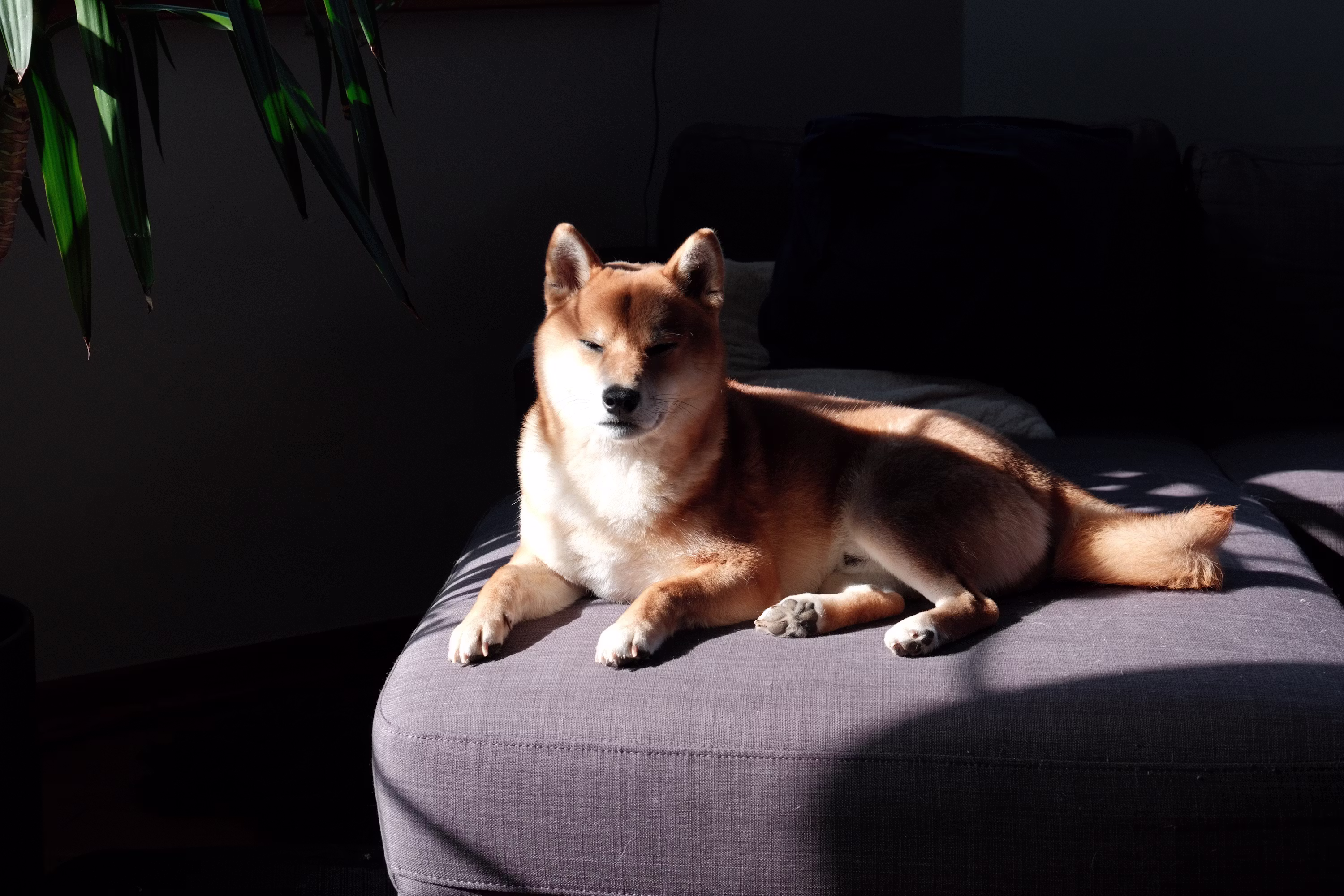 Dogecoin Could Rally 300x And Cross $20, Analyst Claims