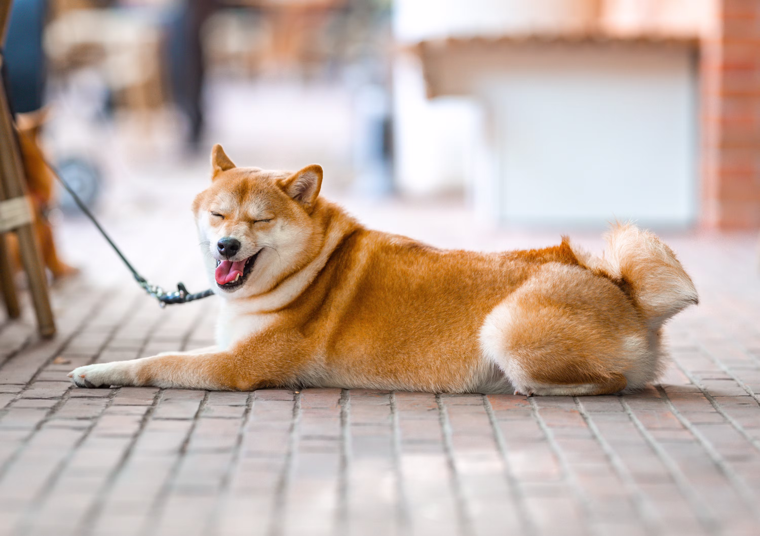 A 400 Billion Shiba Inu Surprise: Whale Wallet Springs Back To Life